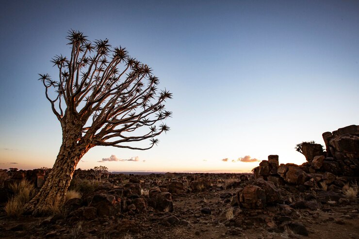 Photo arbre nu sur le champ contre un ciel dégagé au coucher du soleil