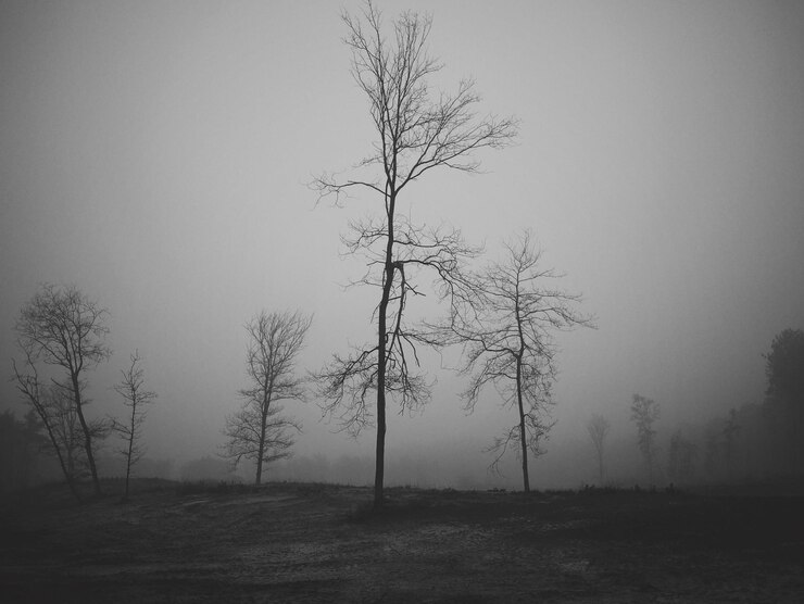 Photo arbre nu sur le champ contre le ciel par temps brumeux
