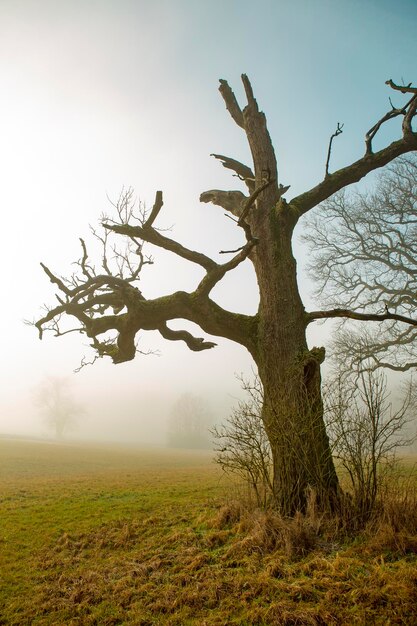 Photo arbre nu sur le champ contre le ciel