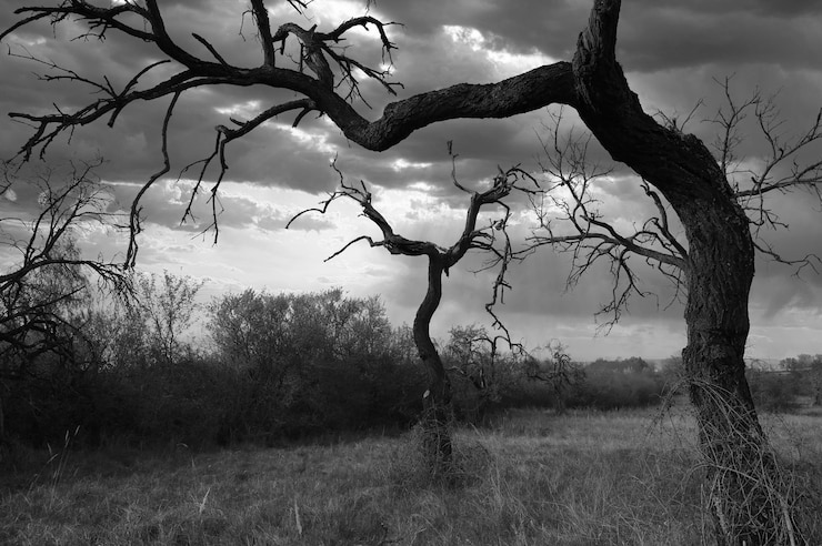 Photo arbre nu sur le champ contre le ciel