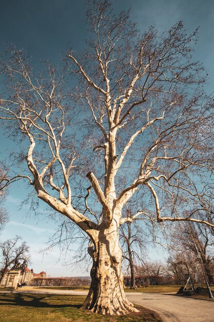 Arbre nu sur le champ contre le ciel