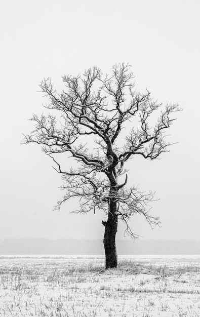 Photo arbre nu sur le champ contre le ciel