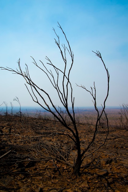 Arbre nu sur le champ contre le ciel