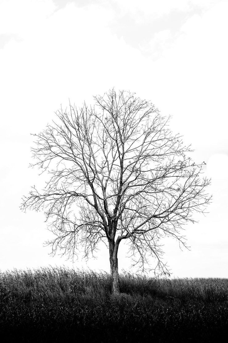 Photo arbre nu sur le champ contre le ciel