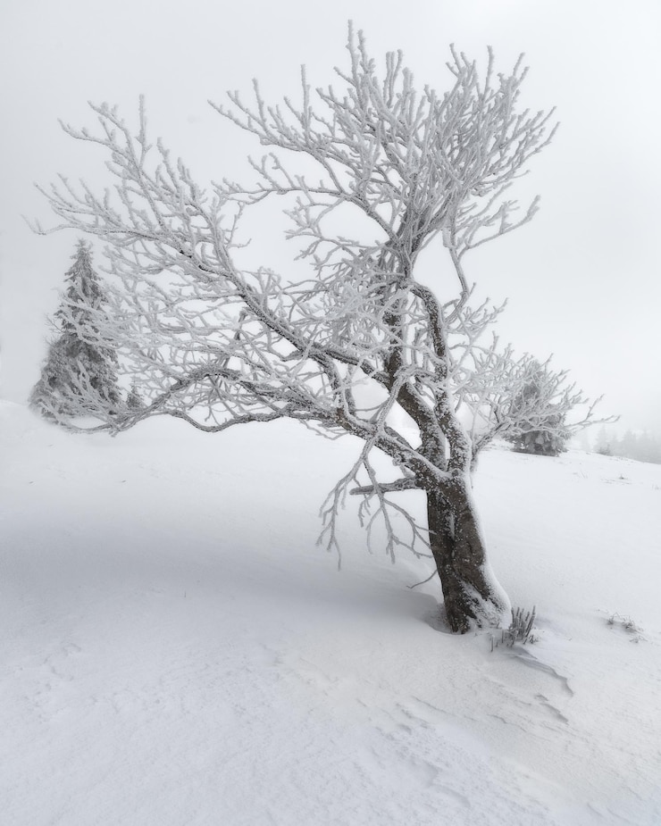 Photo arbre nu sur un champ couvert de neige contre le ciel