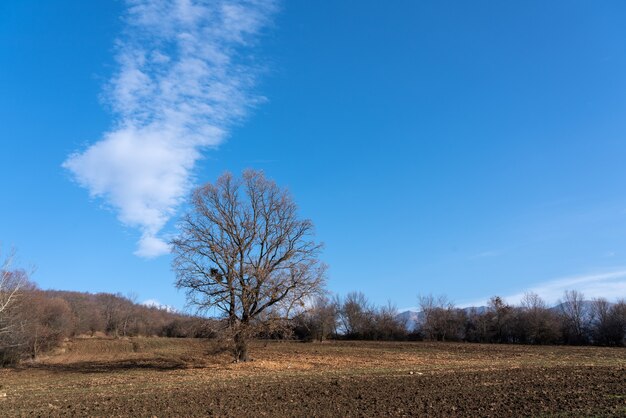 Arbre nu sur un champ de ferme