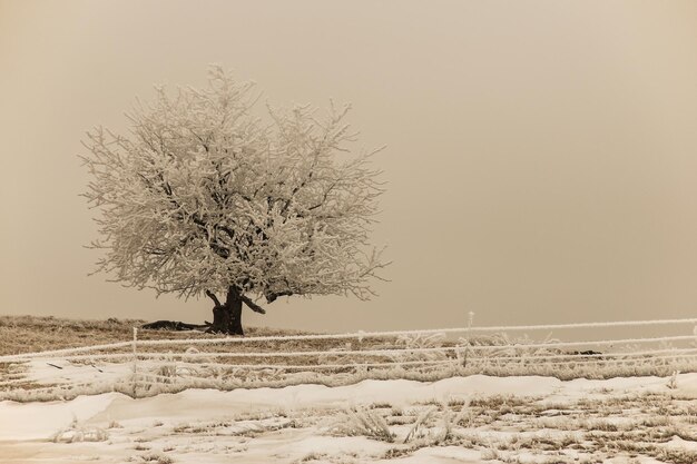 Photo arbre nu sur le champ