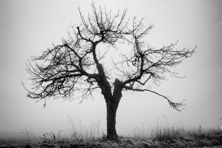 Photo arbre nu sur le champ