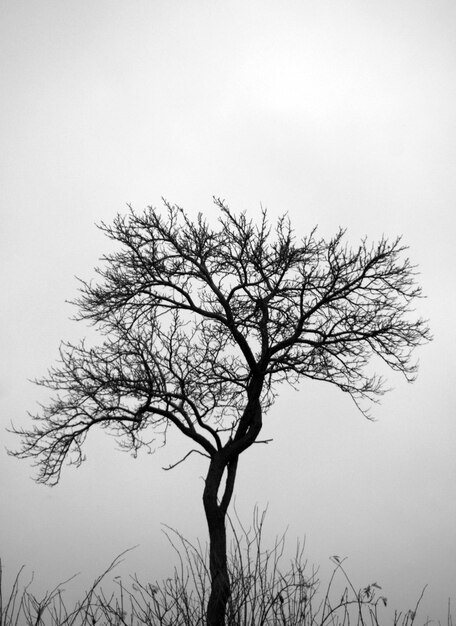 Un arbre nu contre un ciel clair