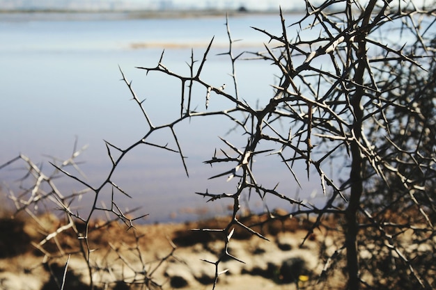 Un arbre nu contre le ciel