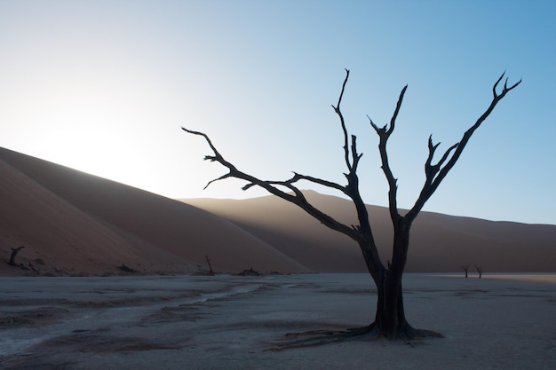 Un arbre nu dans le désert contre un ciel clair