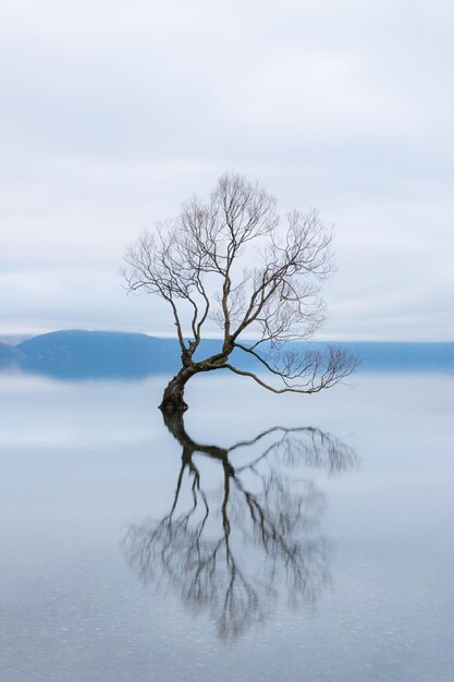 Photo arbre nu dans le lac contre le ciel