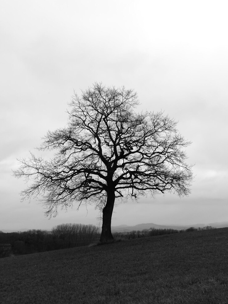 Photo arbre nu sur le paysage contre le ciel