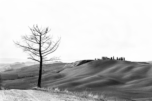 Photo arbre nu sur le paysage contre le ciel