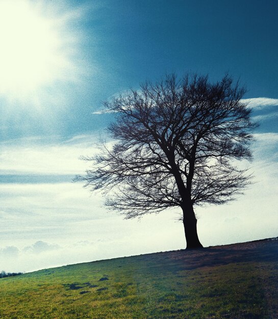 Photo arbre nu sur le paysage contre le ciel