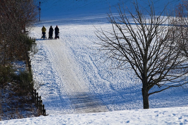 Arbre nu sur un paysage couvert de neige