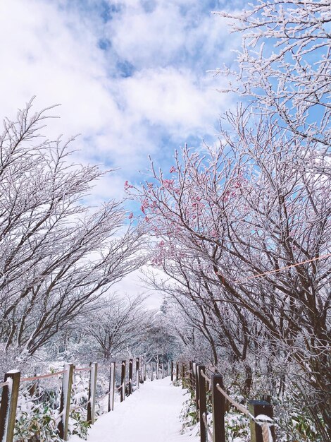 Arbre nu sur un paysage couvert de neige