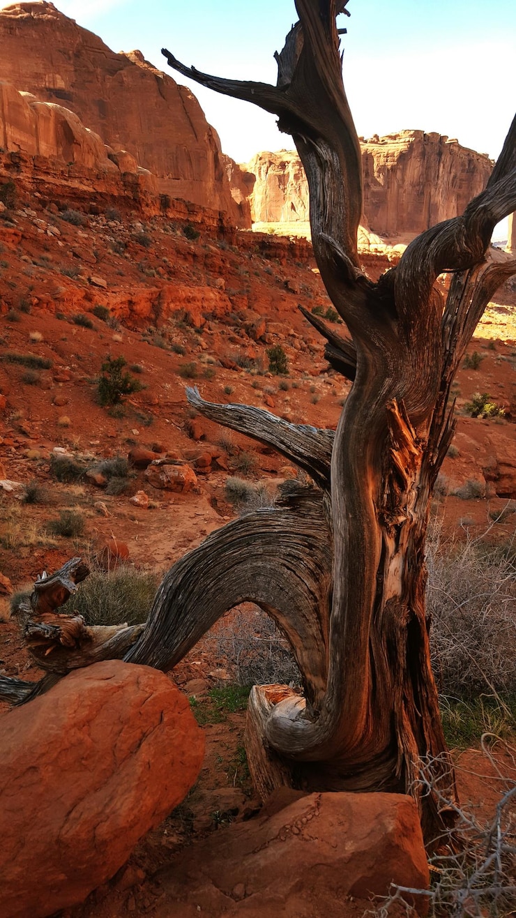 Photo arbre nu sur le paysage