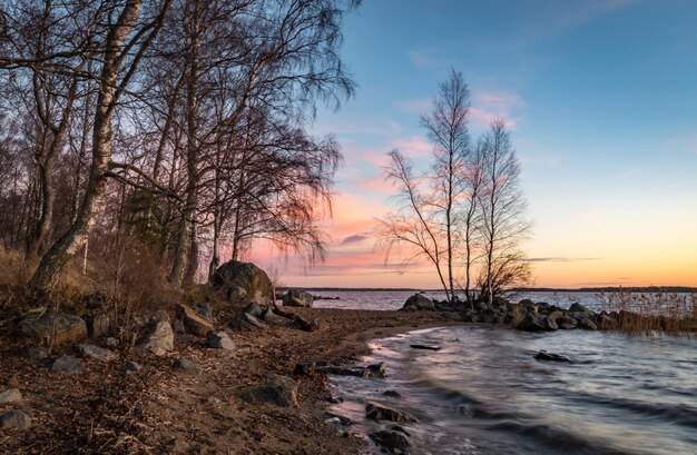 Arbre nu sur la plage contre le ciel au coucher du soleil