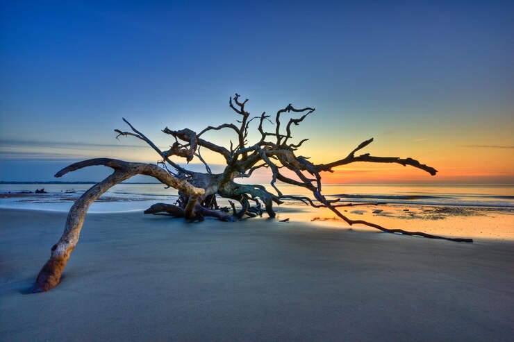 Photo arbre nu sur la plage contre le ciel au coucher du soleil