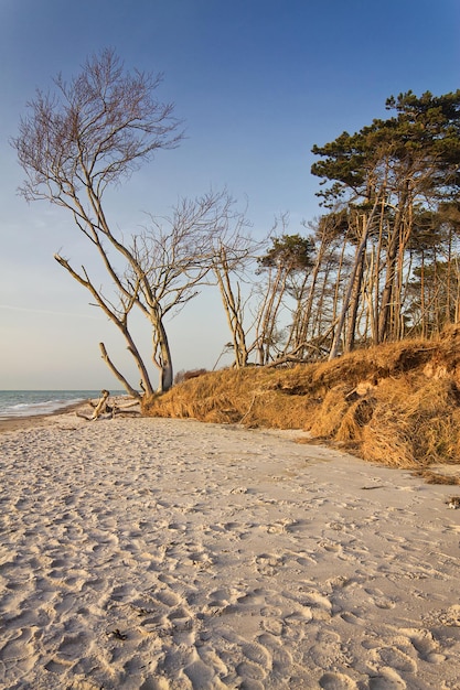 Photo un arbre nu sur la plage contre un ciel bleu clair