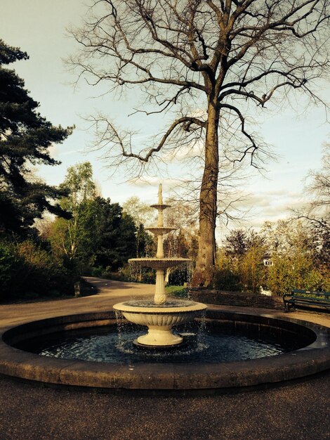 Photo arbre nu près de la fontaine du parc