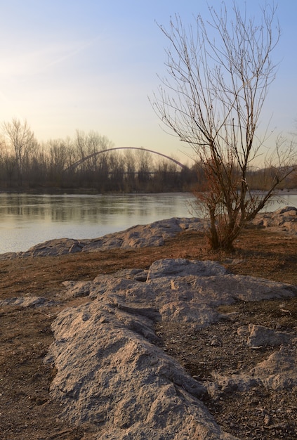 un arbre nu sur un rivage rocheux avec un pont à l'horizon