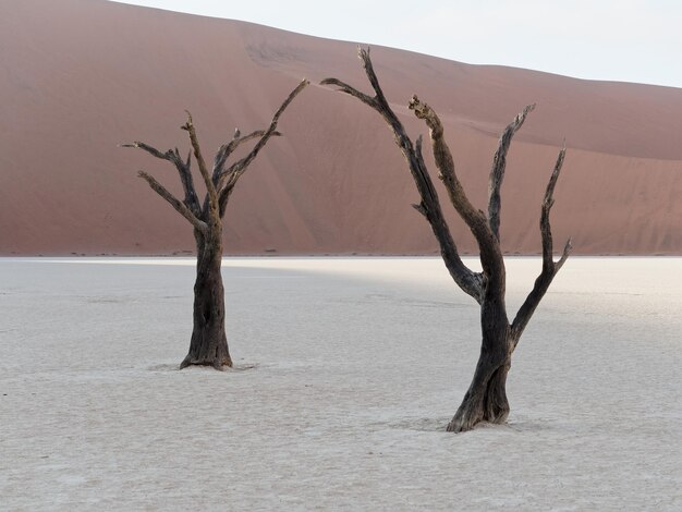 Un arbre nu sur le sable contre le ciel