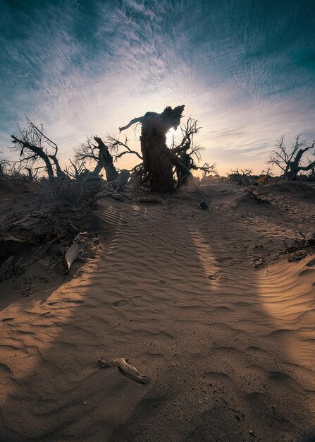 Photo arbre nu sur le sable sur la plage contre le ciel au coucher du soleil