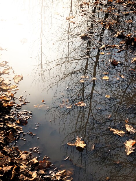 L'arbre Nu Se Reflète Sur La Flaque D'eau Avec Des Feuilles Tombées Flottantes, Fond D'automne