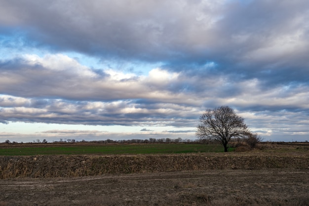 Arbre nu solitaire dans le domaine agricole contre ciel nuageux
