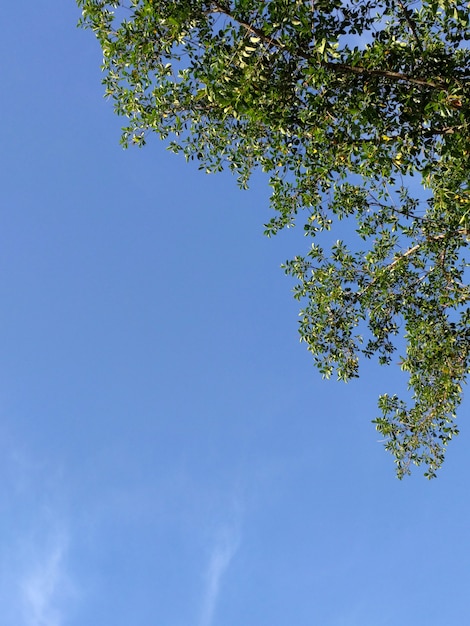 Arbre avec nuages ​​et ciel bleu