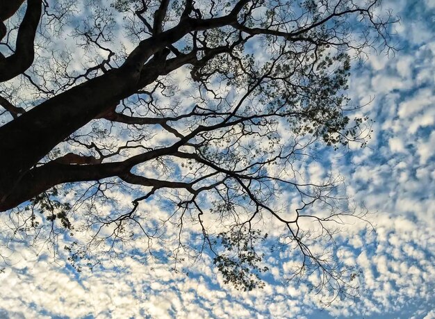 Un arbre avec des nuages dans le ciel