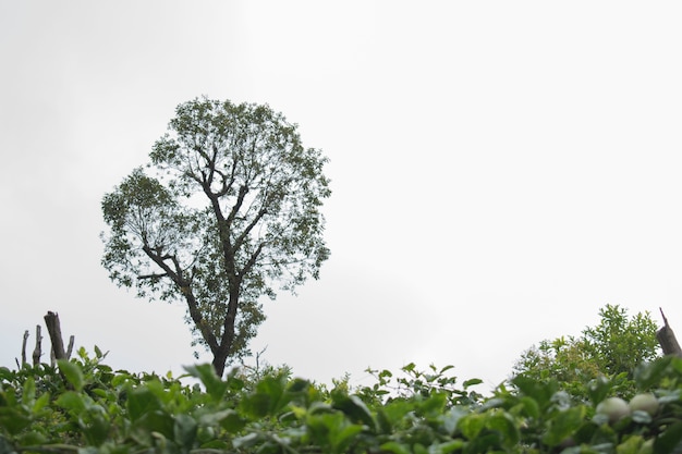 Arbre avec des nuages ​​fond blanc