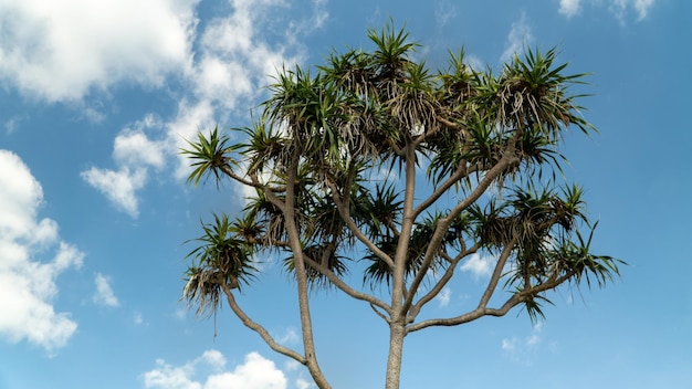 Arbre odorifère de Pandanus vu d'en bas avec un ciel bleu nuageux en arrière-plan