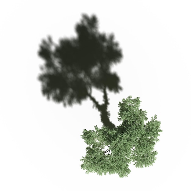 arbre avec une ombre en dessous, vue de dessus, isolé sur fond blanc, illustration 3D, rendu cg