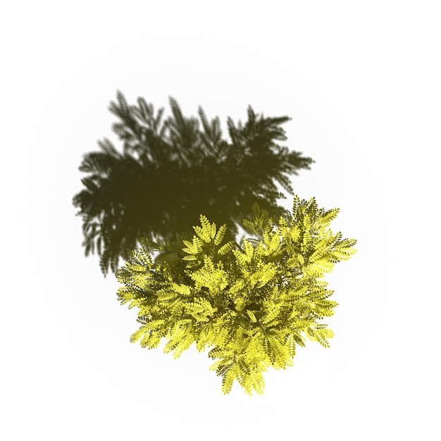 arbre avec une ombre en dessous, vue de dessus, isolé sur fond blanc, illustration 3D, rendu cg