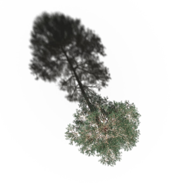 Photo arbre avec une ombre en dessous, vue de dessus, isolé sur fond blanc, illustration 3d, rendu cg