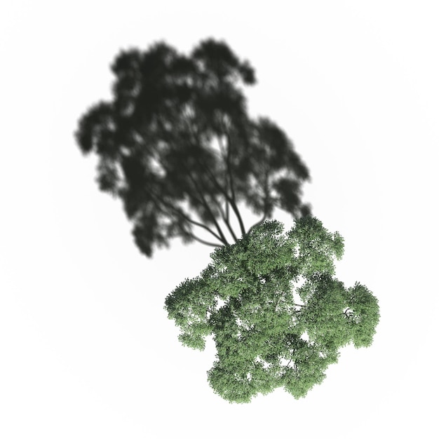 arbre avec une ombre en dessous, vue de dessus, isolé sur fond blanc, illustration 3D, rendu cg