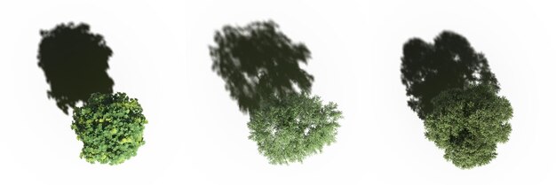 arbre avec une ombre en dessous, vue de dessus, isolé sur fond blanc, illustration 3D, rendu cg