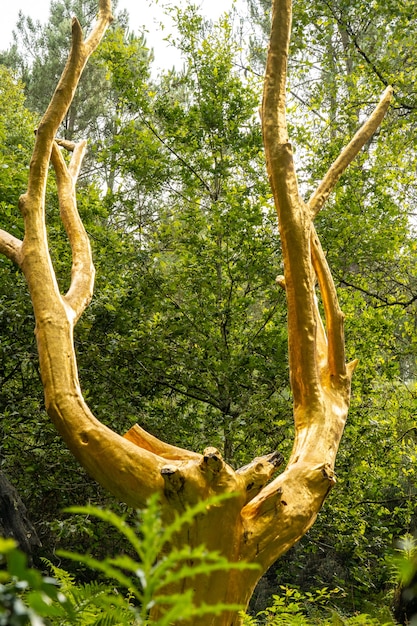 Arbre D'or dans la forêt de Brocéliande, forêt mystique française située dans le département de l'Ille et Vilaine, en Bretagne, près de Rennes. La France