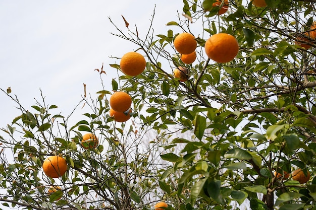 Un arbre avec des oranges dessus et le ciel est bleu et blanc.