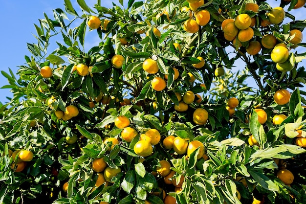 Un arbre avec des oranges dessus et les feuilles sont vertes.