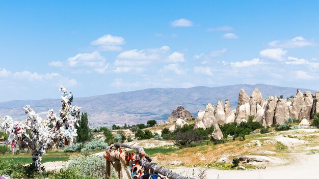 Arbre ornemental et églises rupestres près de Göreme