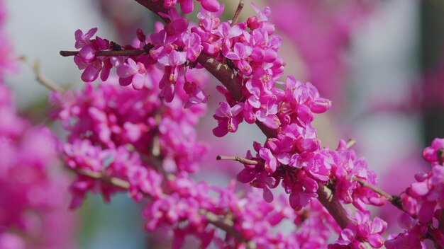 Arbre ornemental en fleurs avec de belles fleurs de couleur rose arbres au printemps de près