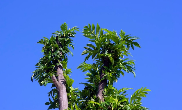 Arbre à pain Artocarpus altilis plante avec fond de ciel bleu