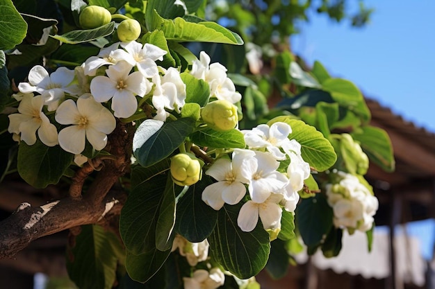 Photo arbre à pain en fleurs avec des fleurs photographie à pain de haute qualité