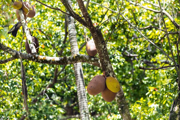 Arbre à pain sur l'île Maurice