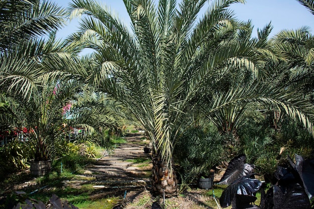 Arbre de palmier dattier ou fruit sucré comestible Phoenix dactylifera dans un parc extérieur de jardin pour les thaïlandais et les voyageurs étrangers voyagez sélectionnez achetez dans un parc de jardin extérieur à Nonthaburi en Thaïlande