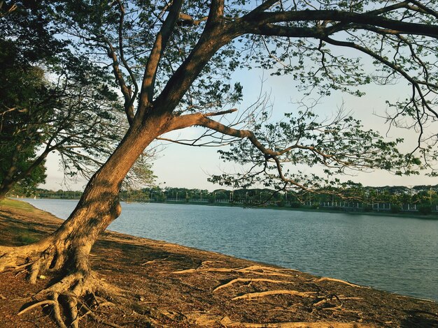 Photo arbre par lac contre le ciel